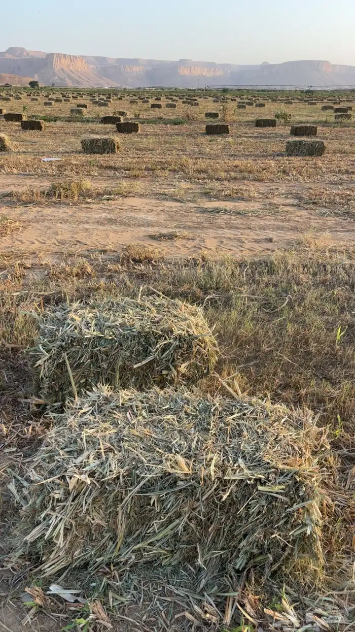 لبن ذره 0