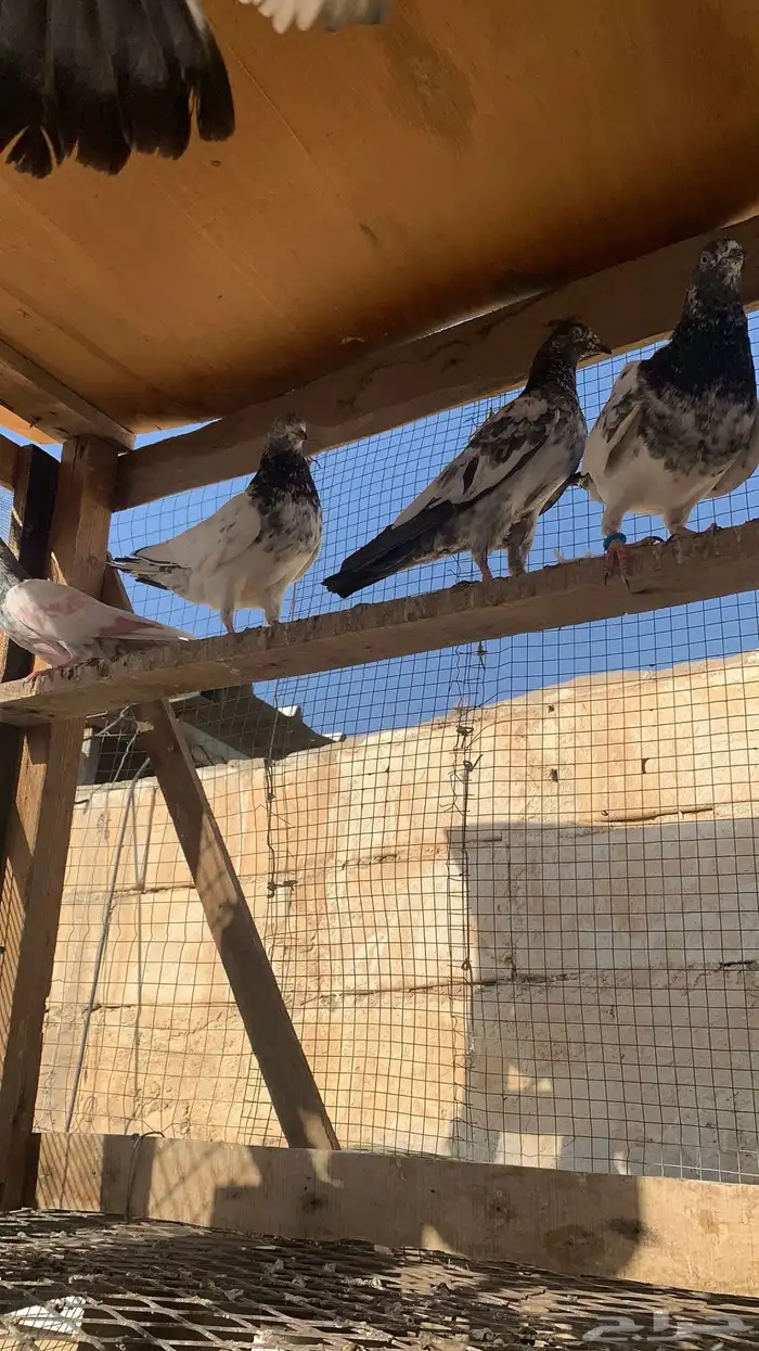 للبيع حمام باكستاني شرط مطيار 11