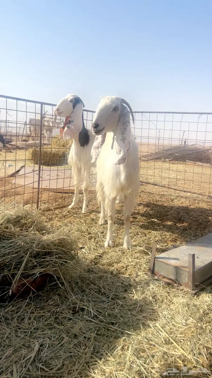 المعزا البيض صنف 1