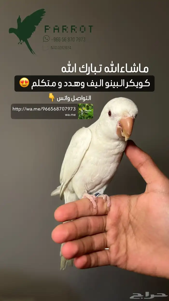 متوفر مجموعه طيور اليفه 0