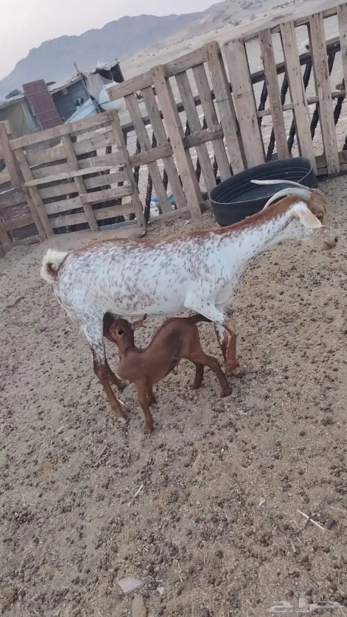 معزاء للبيع 2