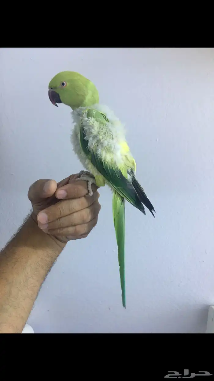 انثى دره ولوفه 0