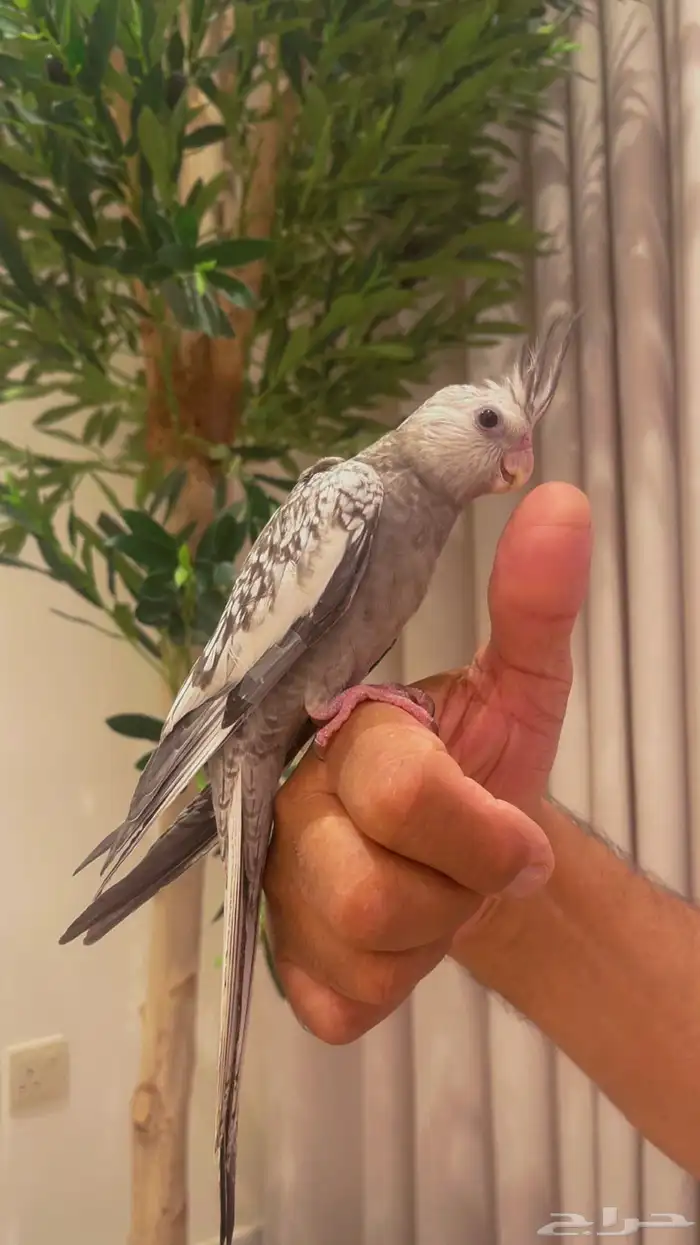 كروان هولندي أليف جدا تم البيع 0