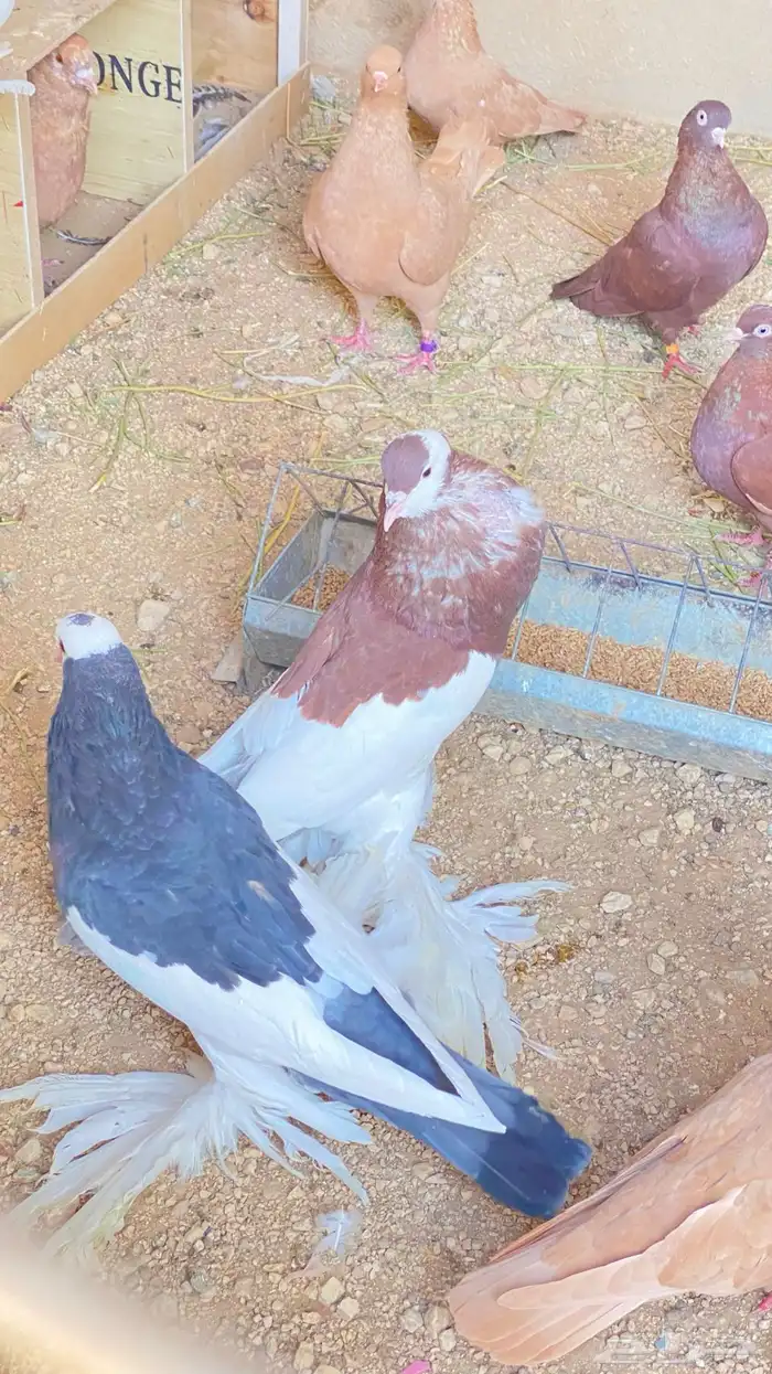 للبيع حمام نفاخ زواج 20