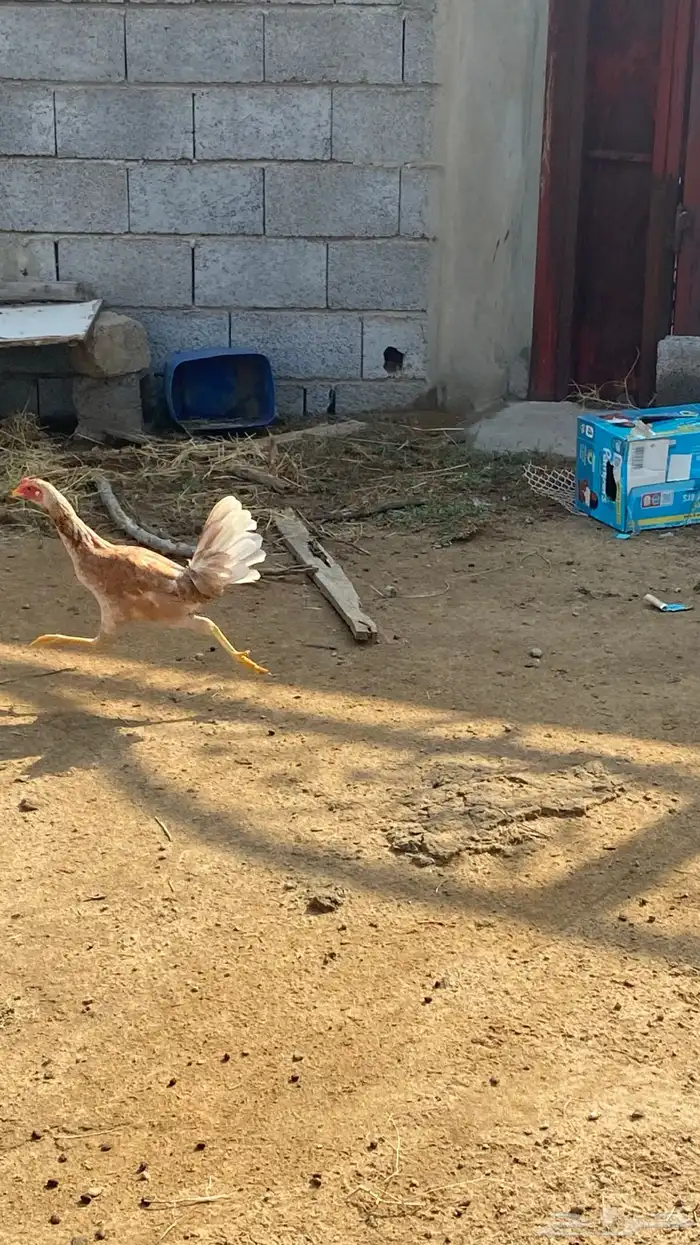 دجاجه كويتي للبيع   دجاجه بلدي 1