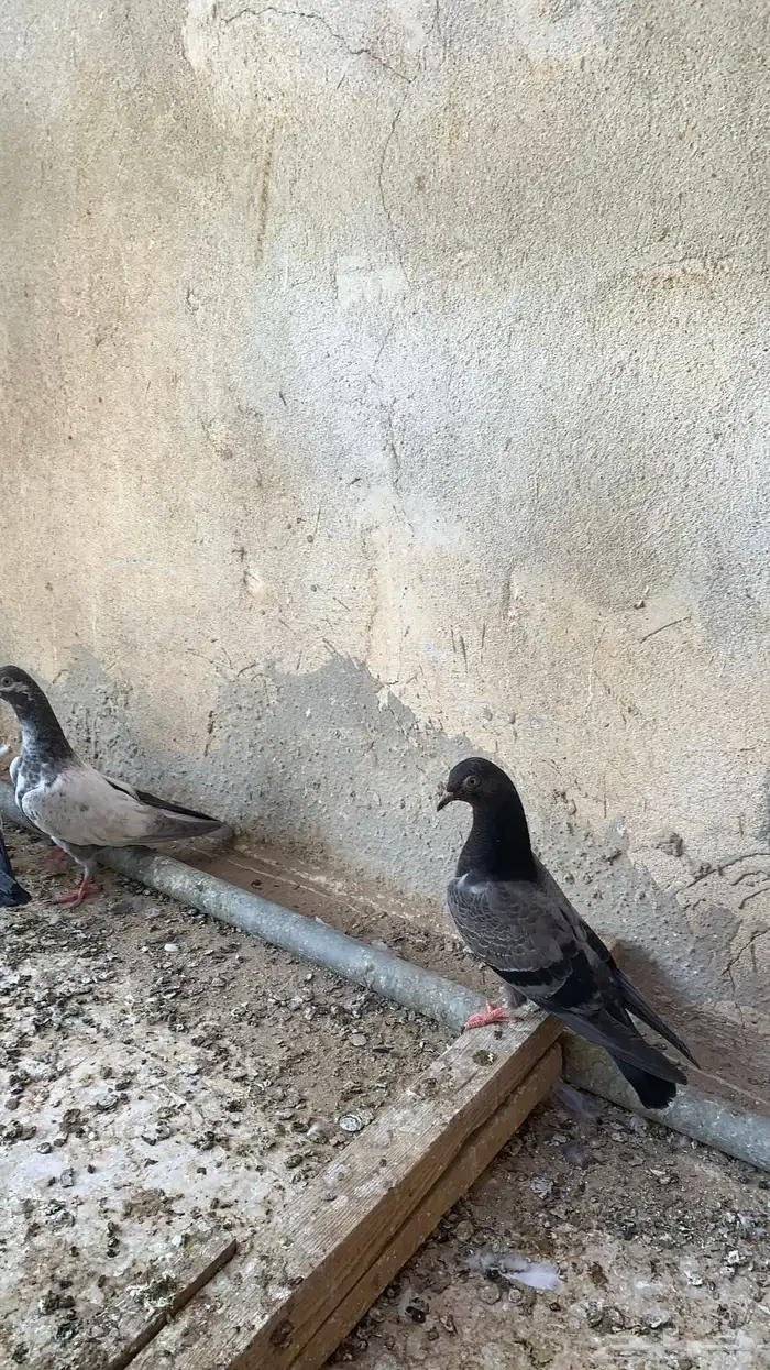 للبيع حمام باكستاني شرط مطيار 10