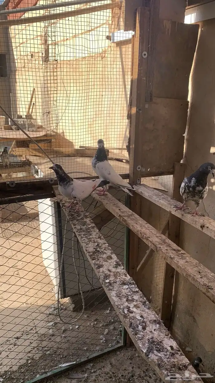 للبيع حمام باكستاني شرط مطيار 13