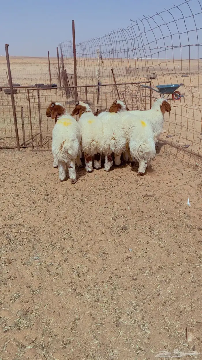 العدد 5 خرفان طيبات 0