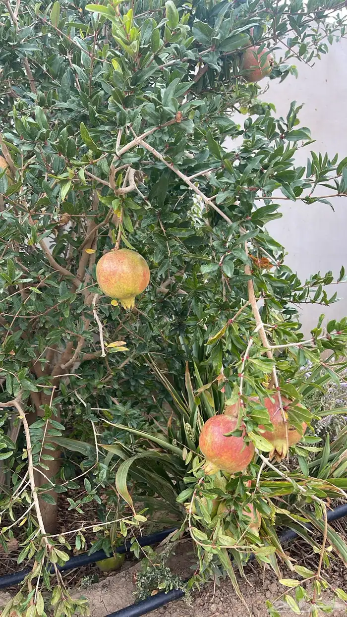 استراحة بضيافة خاصه ومزرعة في الحمرة ظهران الجنوب 39