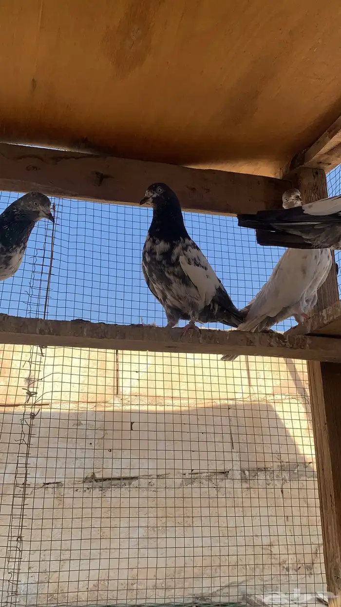 للبيع حمام باكستاني شرط مطيار 2