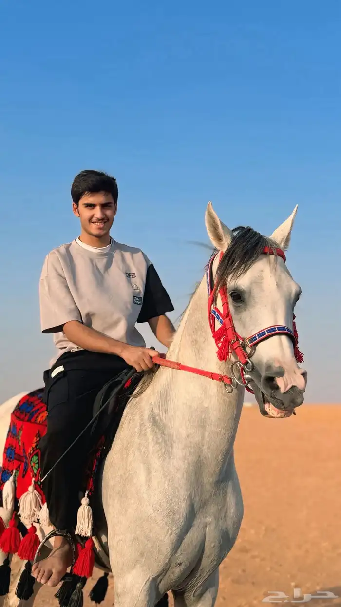 حصان عربي شعبي 3