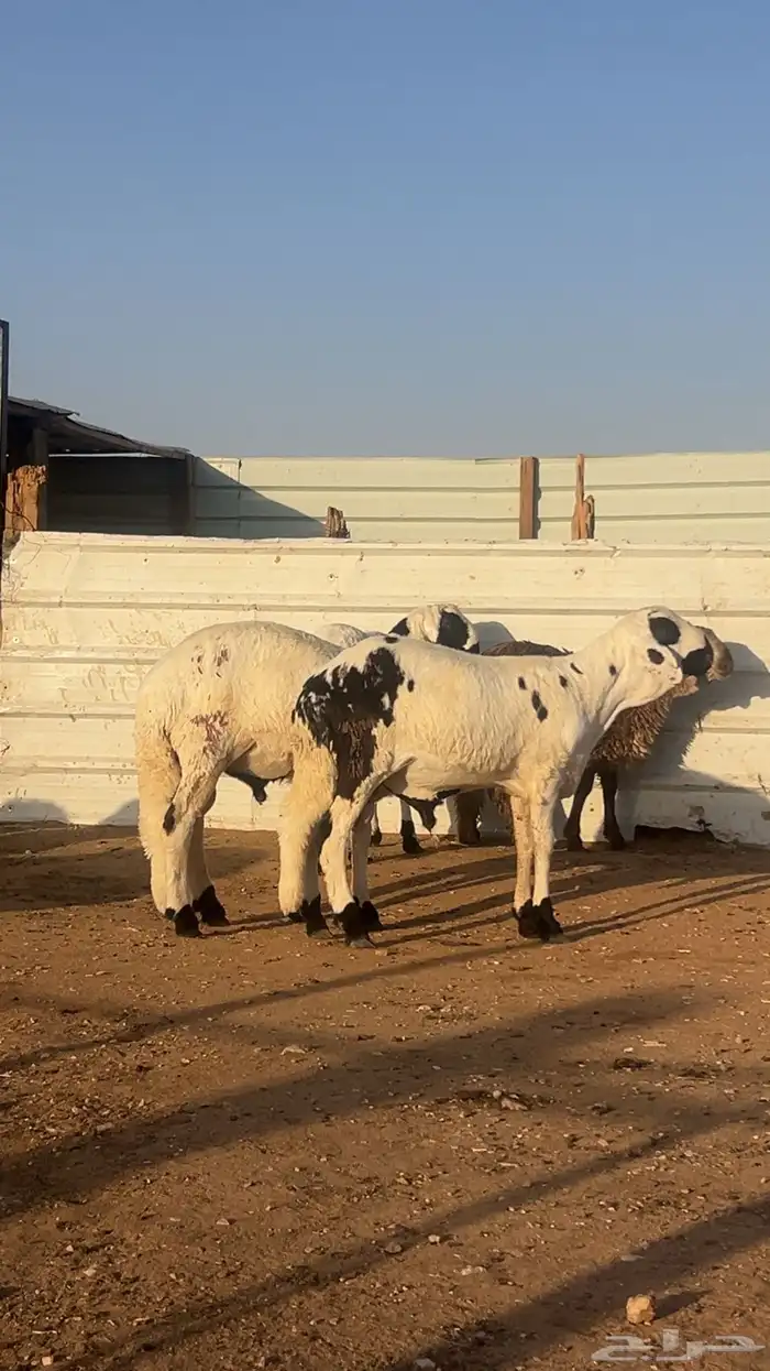 سواكن خرفان نعيمي تيوس حري بأسعار مناسبه 0
