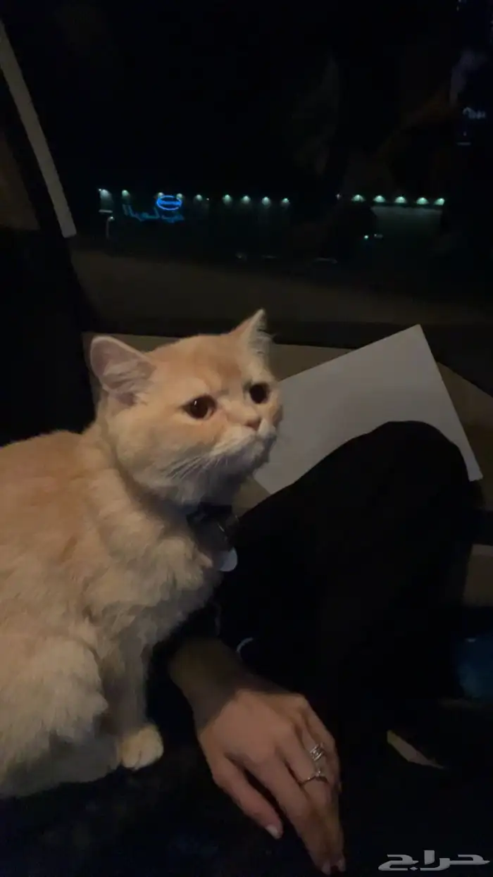 قط ذكر عمره 4 شهور 0