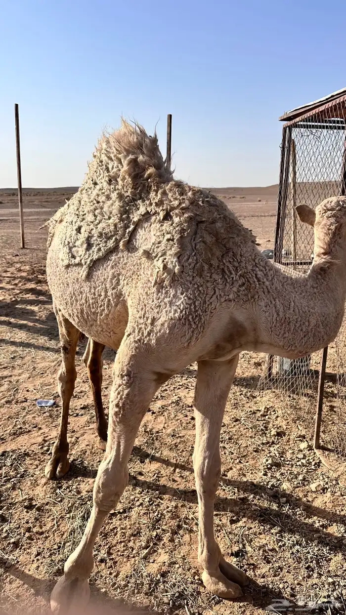 قعود للبيع 4