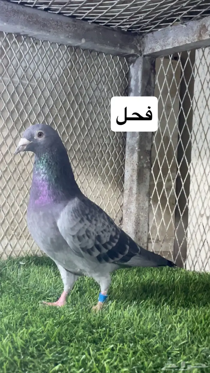 زواجل 16