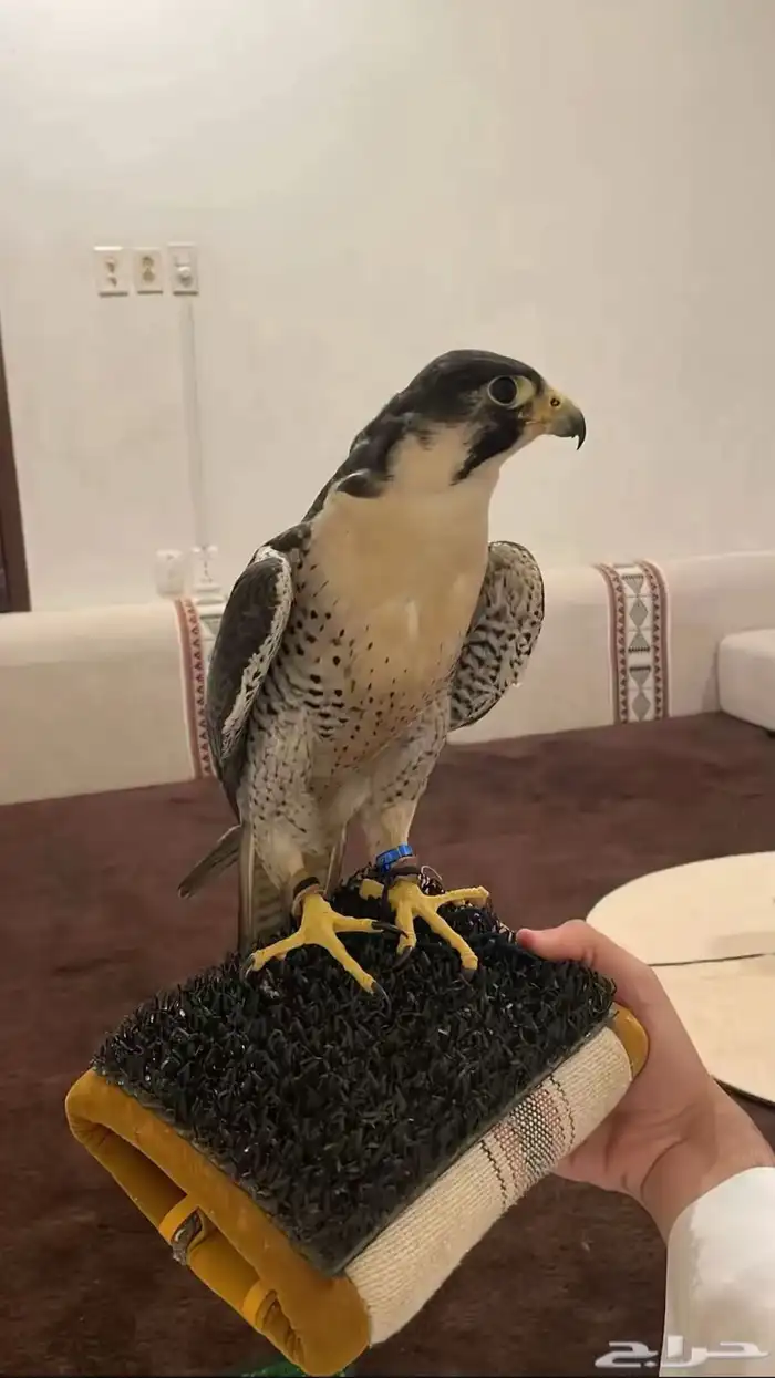 مطلوب شاهين 0