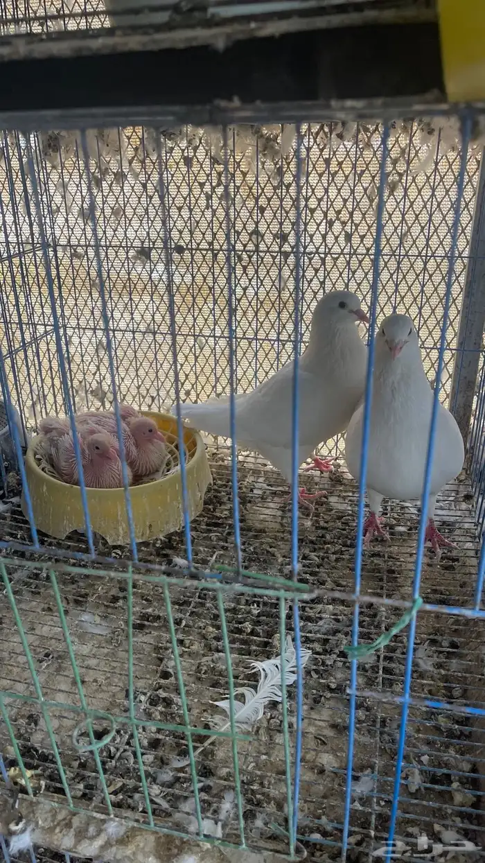 حمام لاحم ابيض فرنسي منتج منتج 1