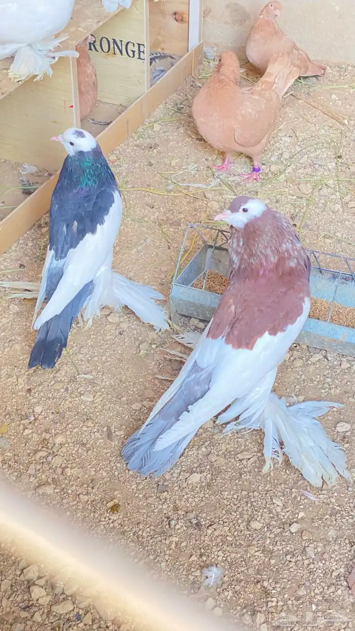 للبيع حمام نفاخ زواج 11
