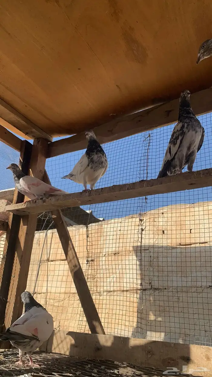 للبيع حمام باكستاني شرط مطيار 6