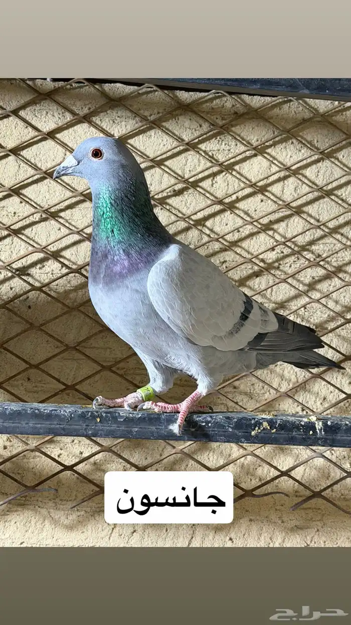 حمام. اجل سباق 3