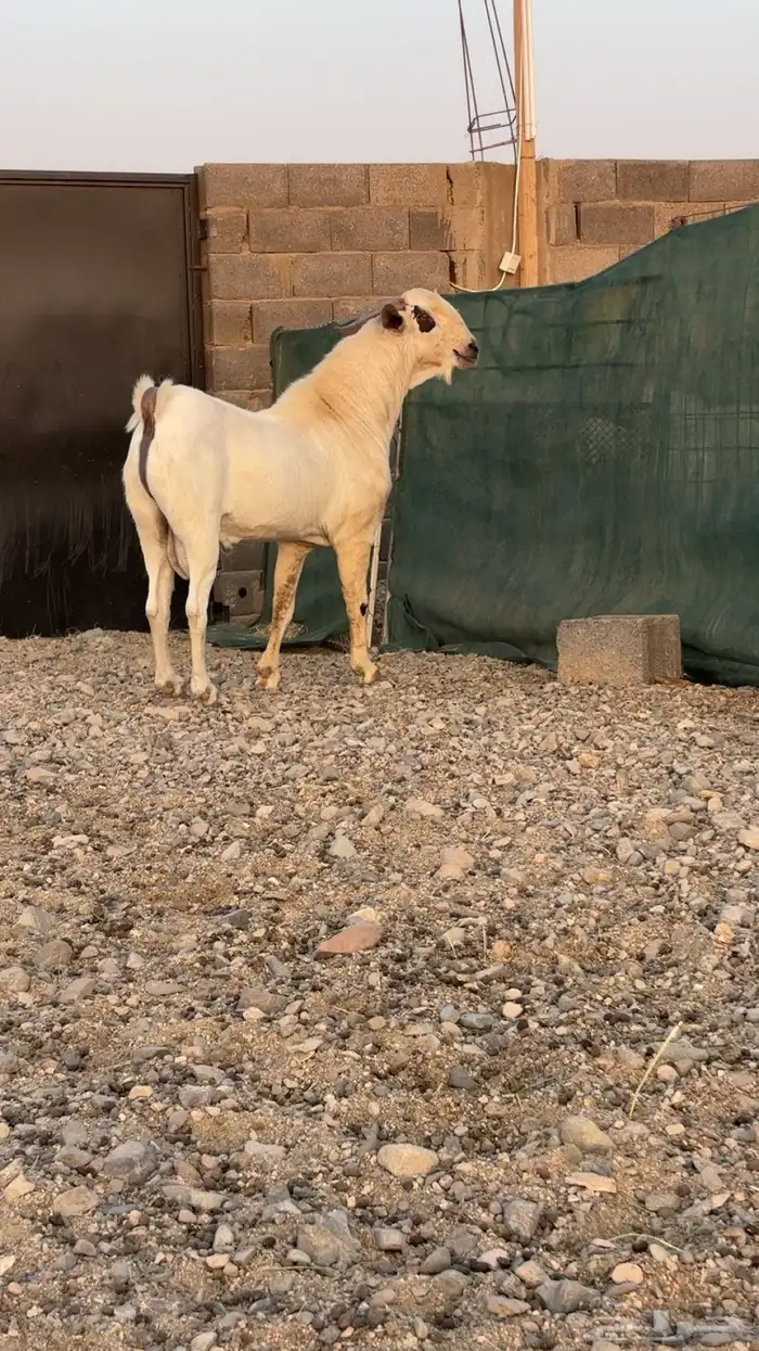 تيس بيشي صنف الصنف 2