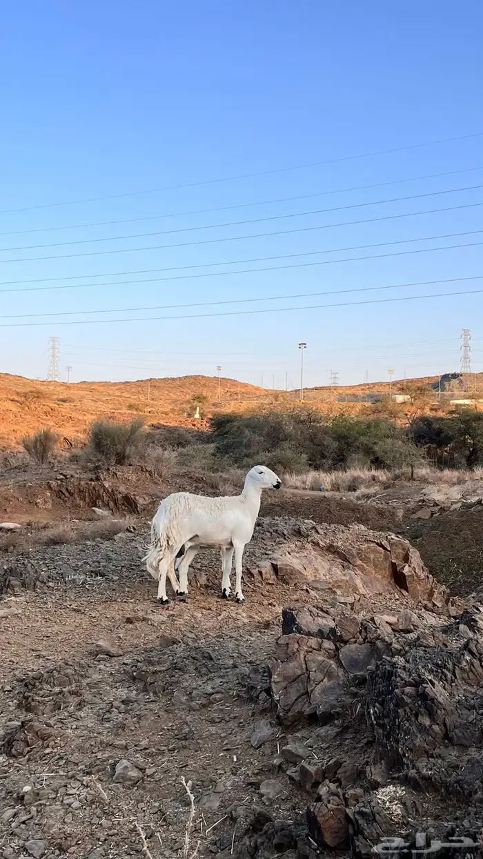 للبيع ضأن تحتها بهم ((( تم البيع تم البيع تم البيع ))) 8