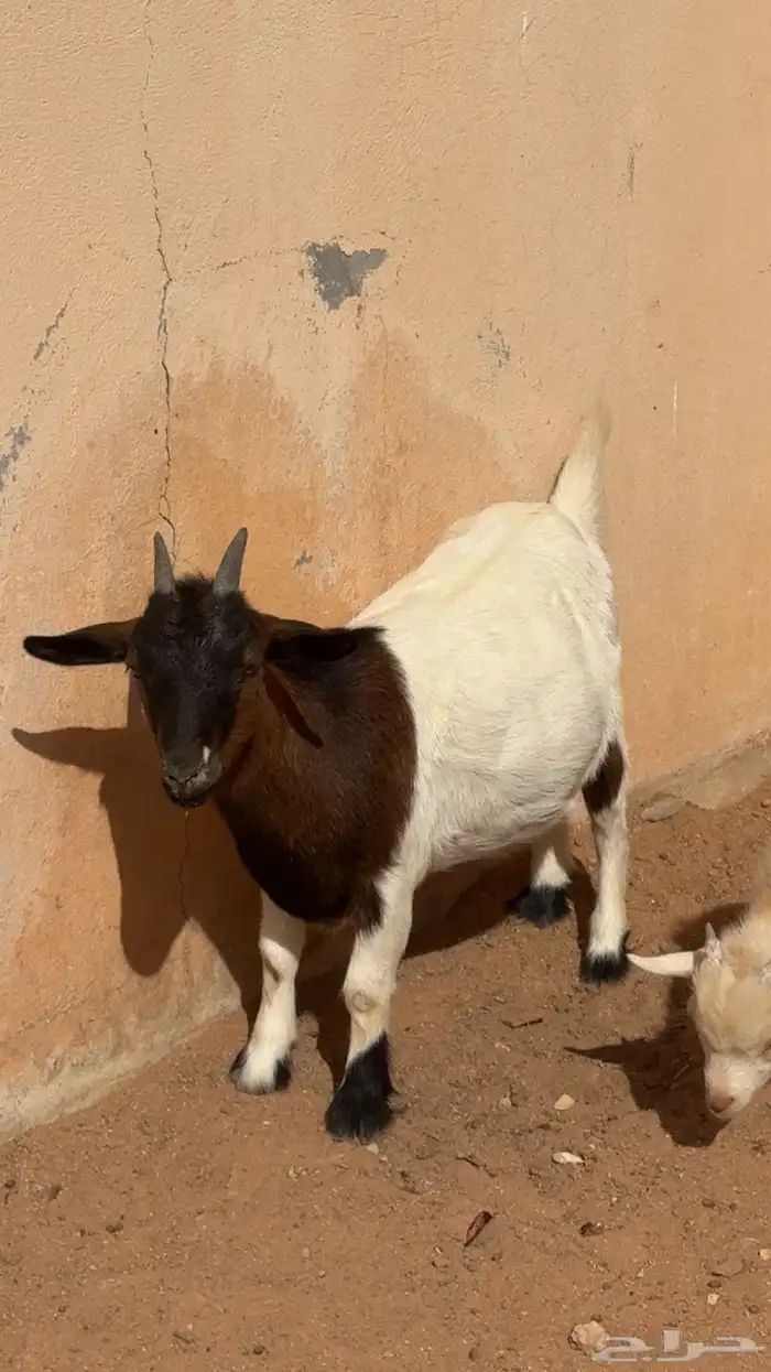 الماعز القزم دفيع للبيع 0