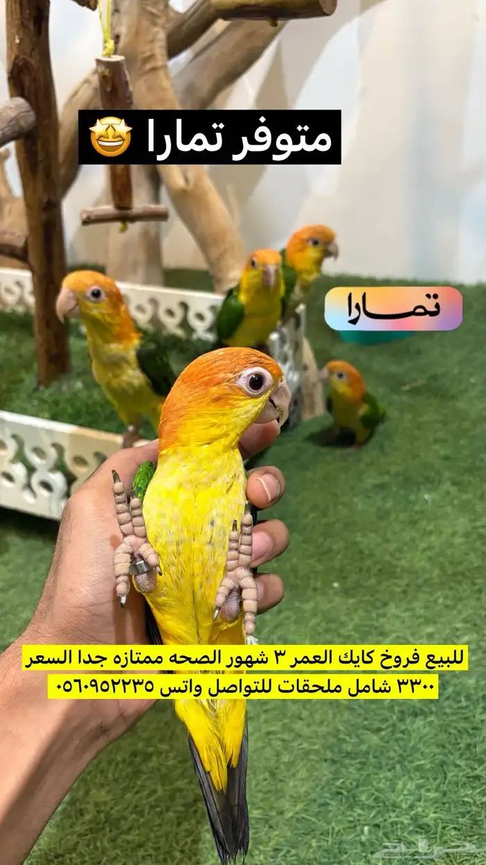 كايك 0