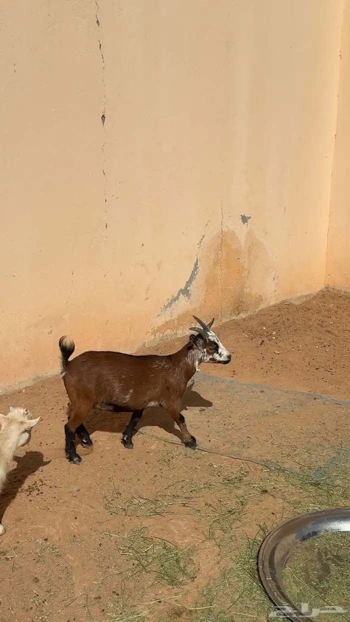 الماعز القزم دفيع للبيع 1