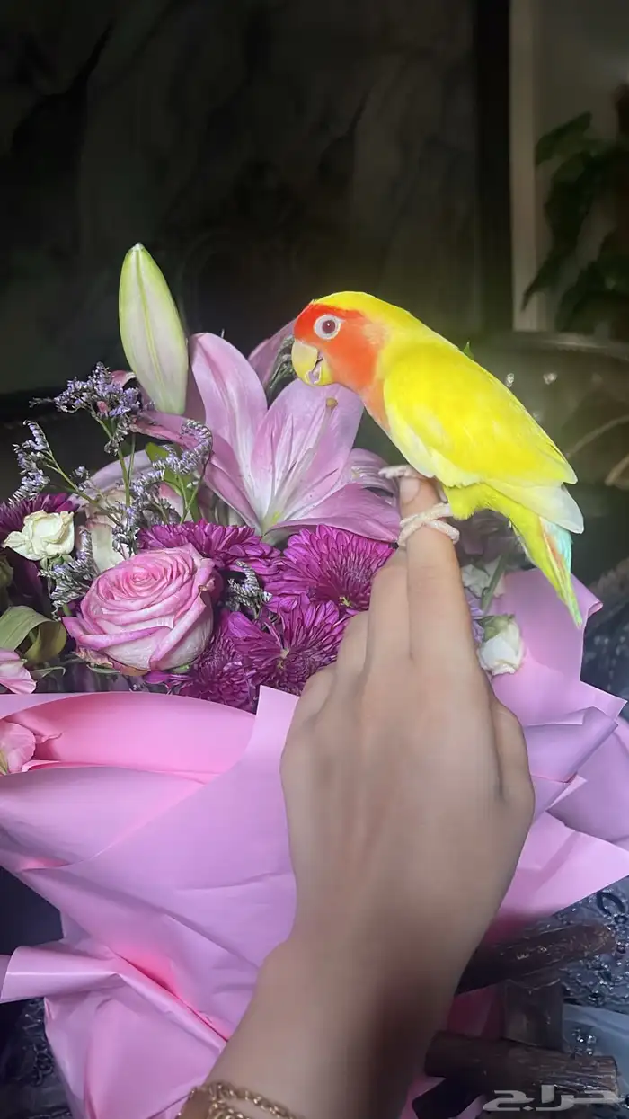 للبيع ببغاء الروز الأليف مناسب للأطفال 5