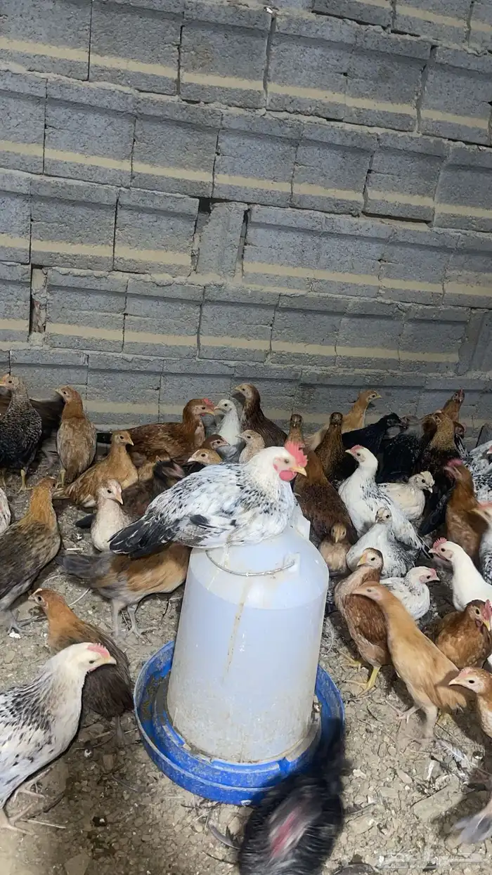 دجاج العمر 3شهور ونص تقريبا فيومي وعربي وتركي 0