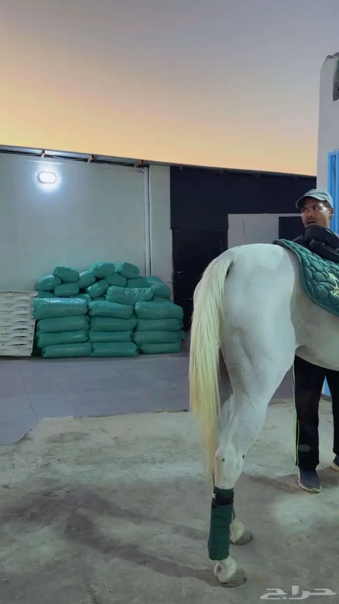 غرف اجار للخيل بسعر منافس وصحة جيده للخيل 9