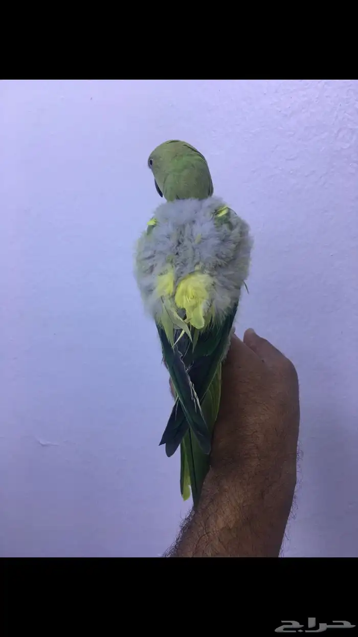 انثى دره ولوفه 8