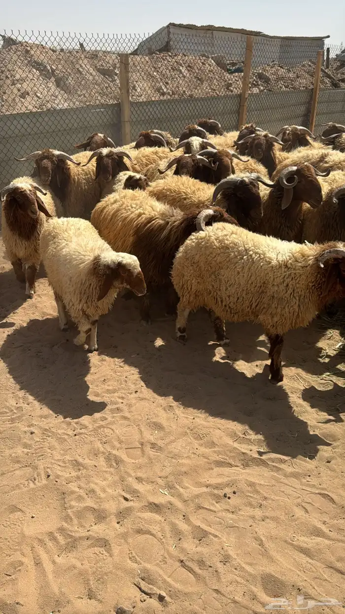 غنم بري ربط الشمال بري 0