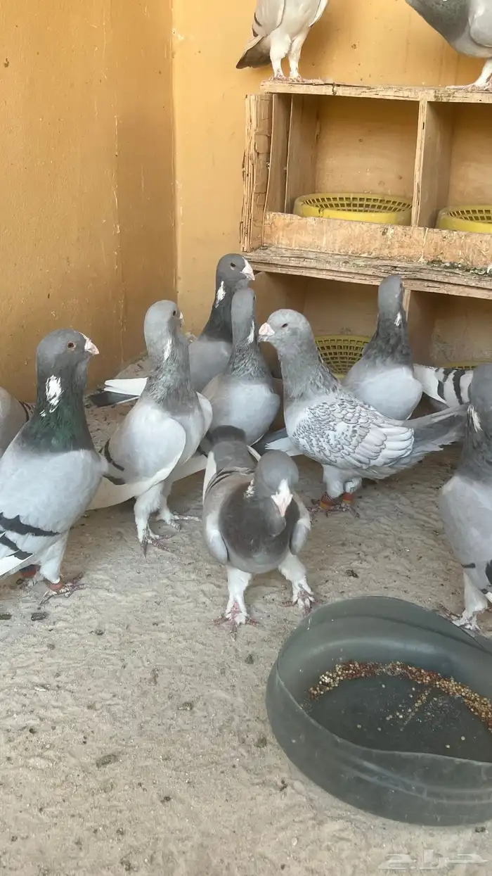 حمام ابلق سوري 0