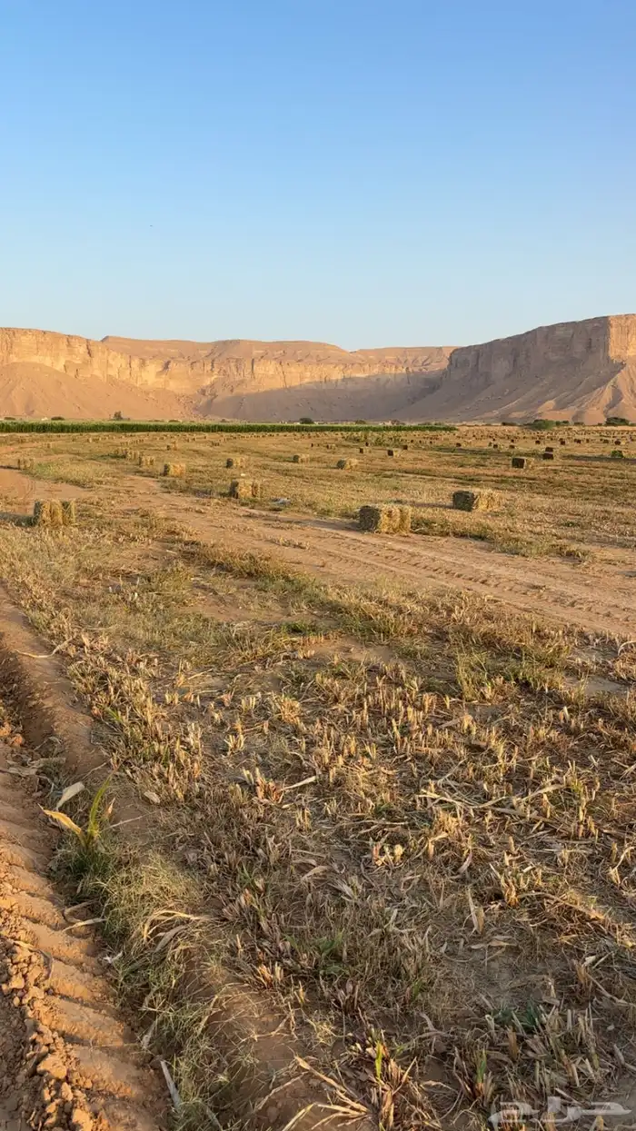 لبن ذره 1