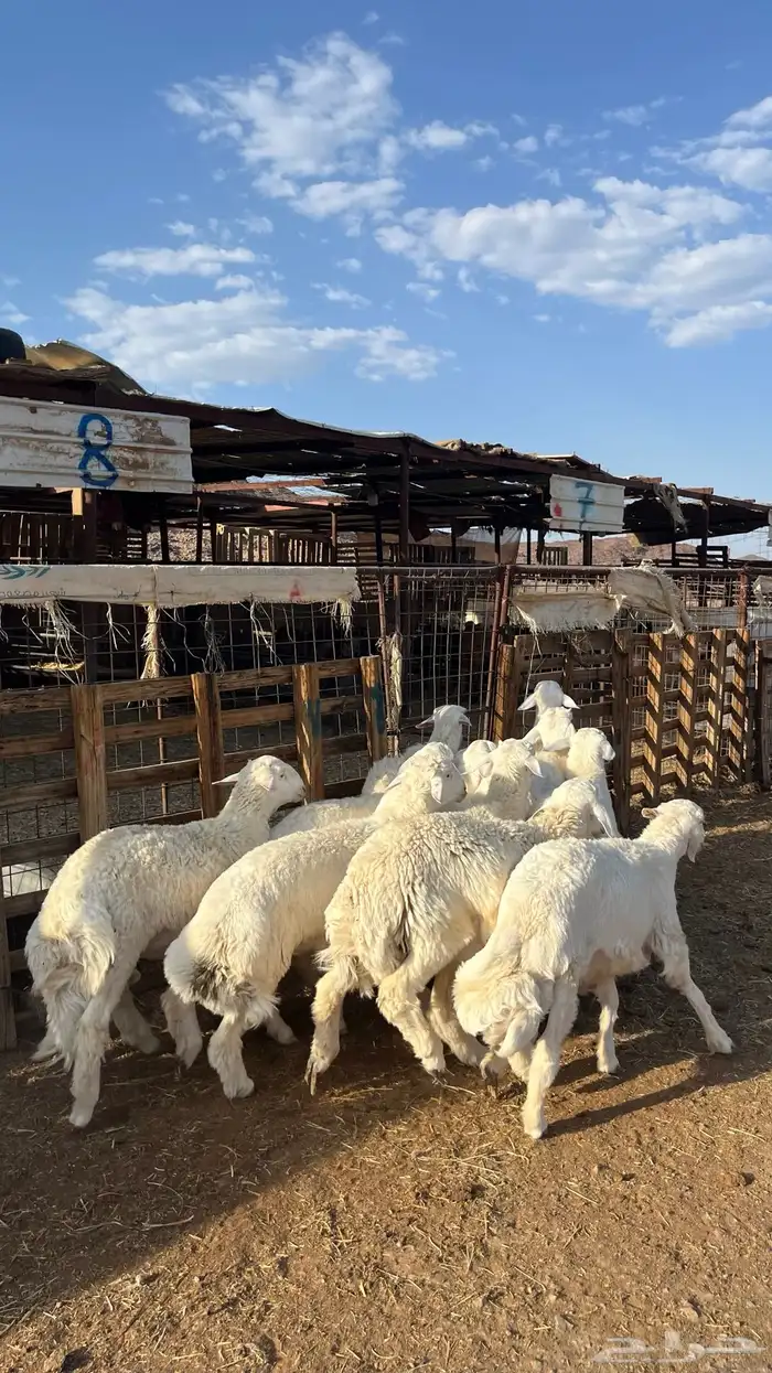 طليان حري ذبايح نظاف شرط 12