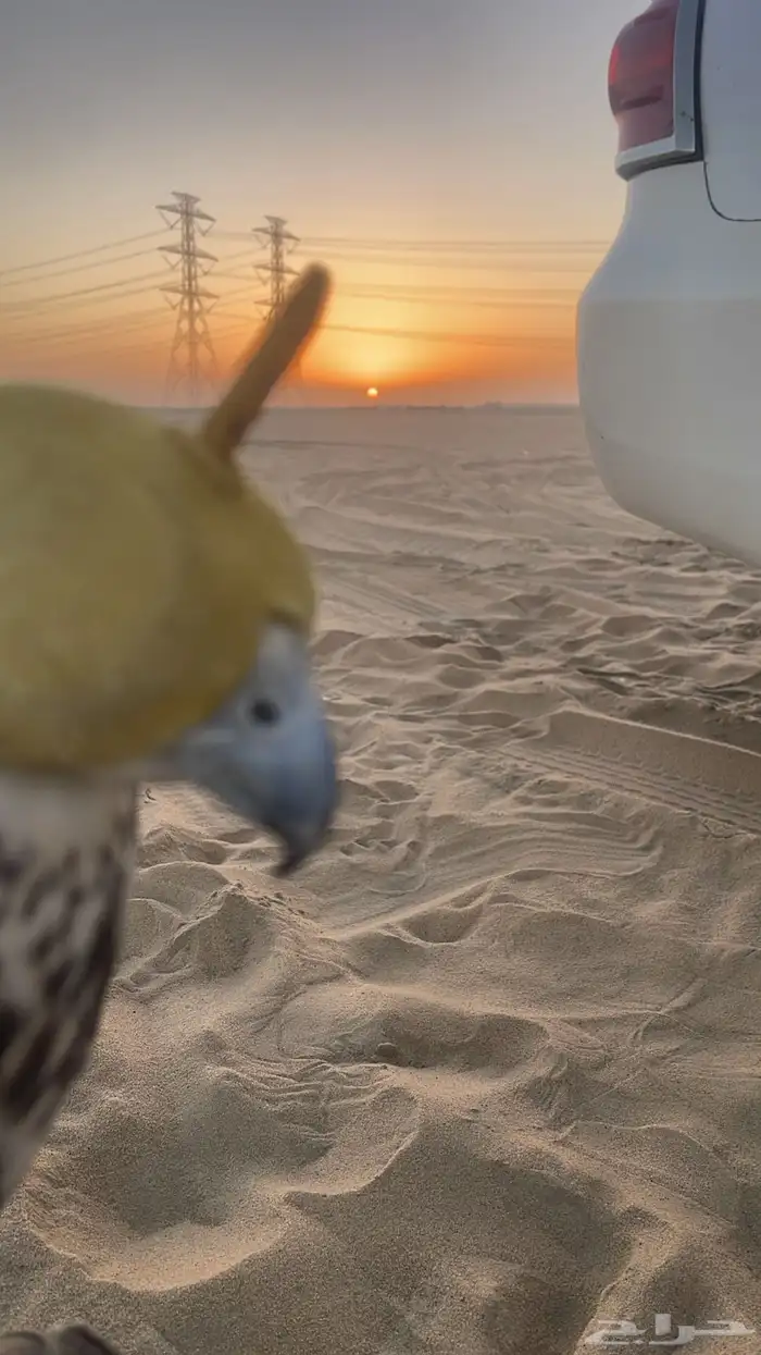 استقبل الطيور والأشخاص لصقاره 0