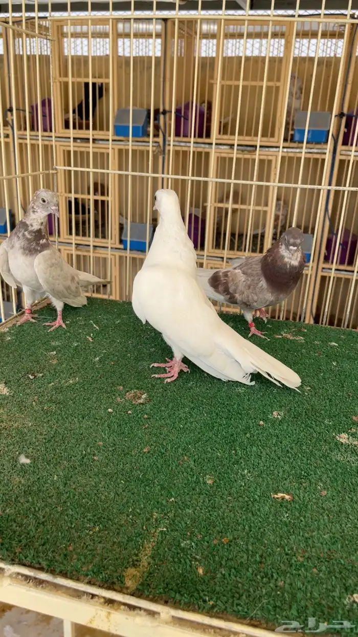 جوز صنعاوي بعياله 2