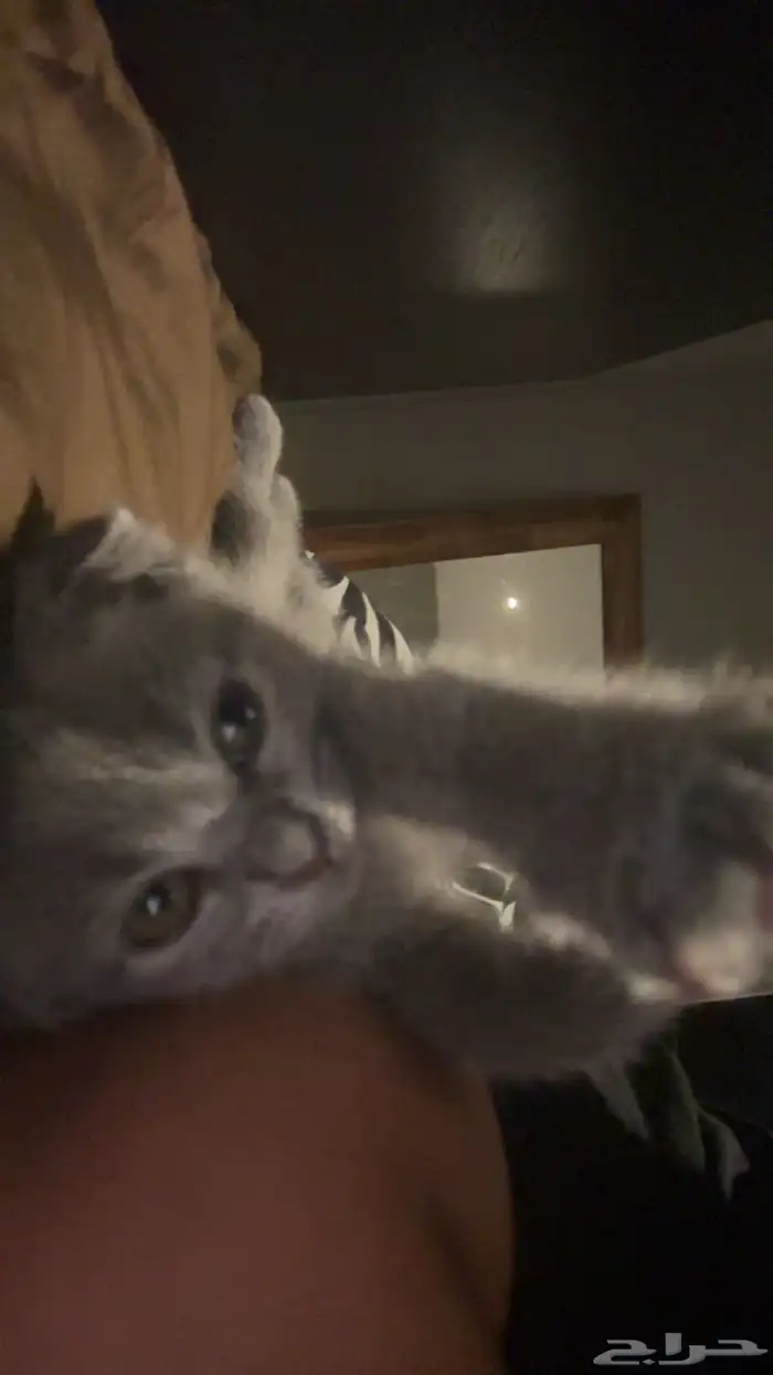 قطط سكوتش فولد كيتنز نوادر 9