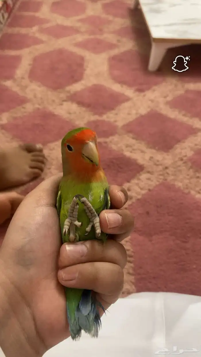 روز اليف ماشاءالله 3