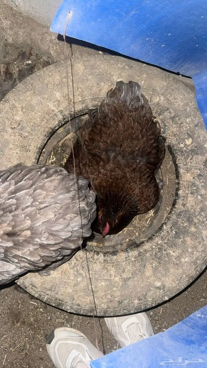 حمام سنبات انتاج خوارج  دجاج وندات انتاج خوارج 2