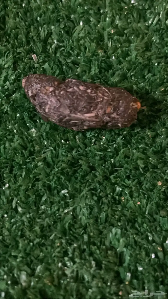 استقبل الطيور والأشخاص لصقاره 2