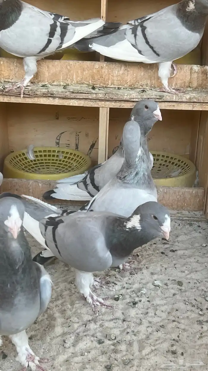 حمام ابلق سوري 2