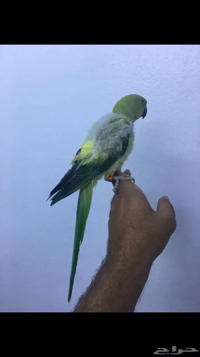 انثى دره ولوفه 5