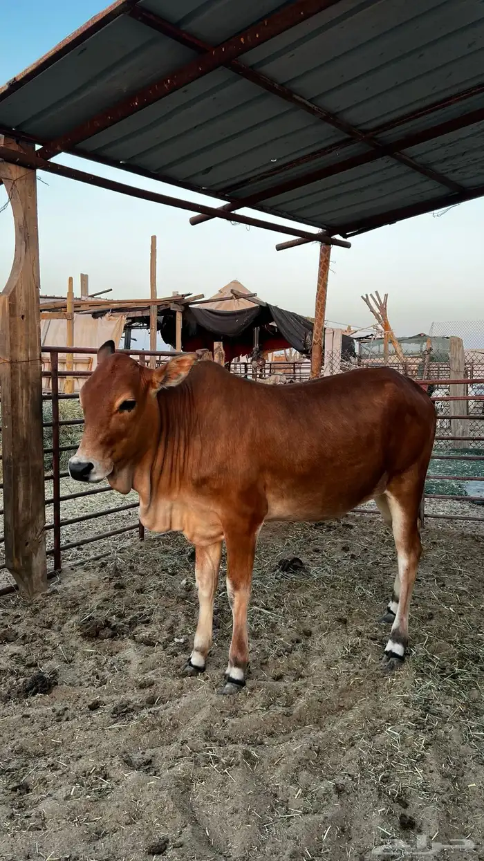 للبيع عجله بلديه تصلح ذبح ومقنوي 4