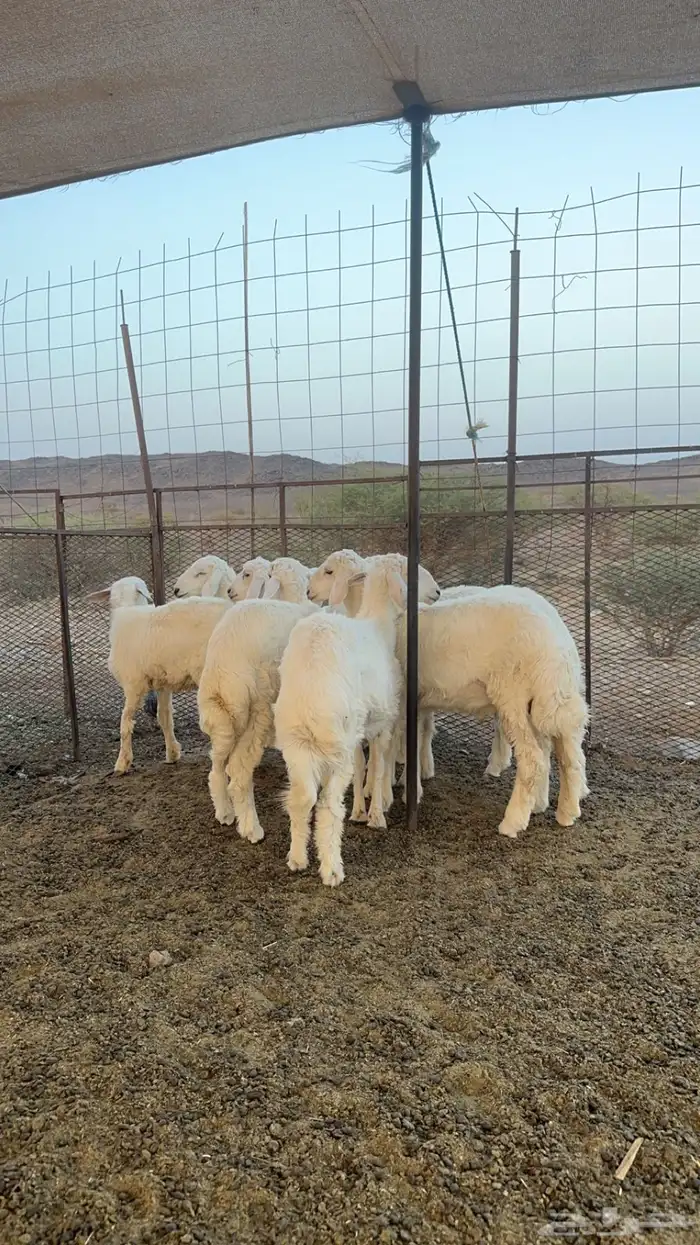 طليان ورخال 3
