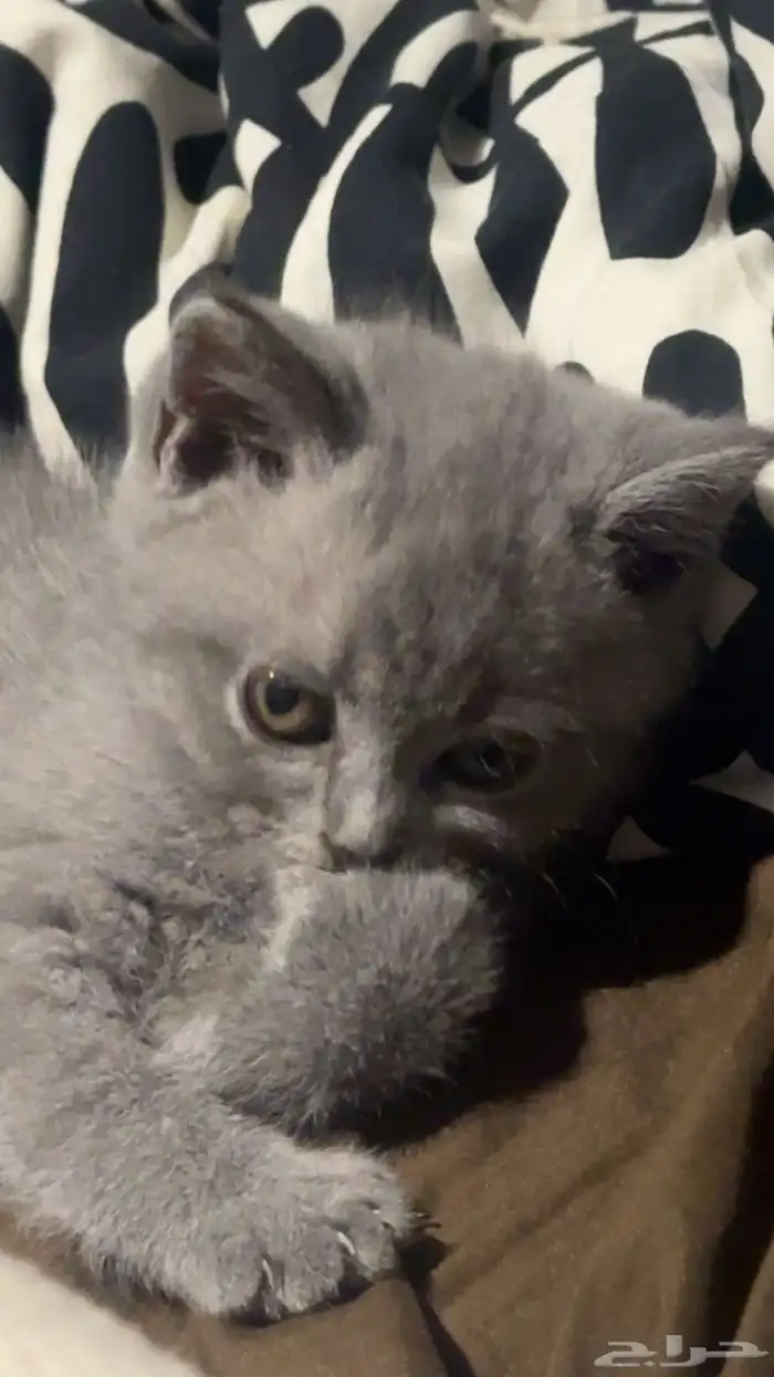 قطط سكوتش فولد كيتنز نوادر 1