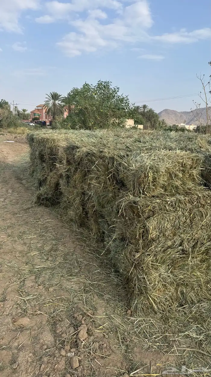 ملبن قصب ناعم 3