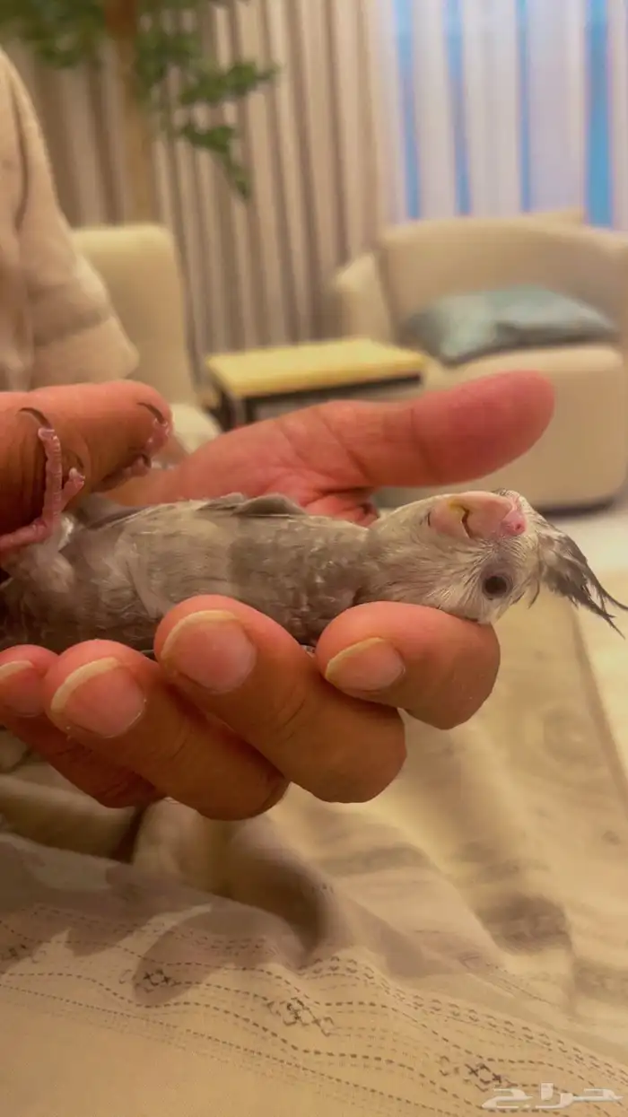 كروان هولندي أليف جدا تم البيع 3